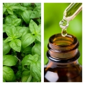 Aceite Esencial de Albahaca