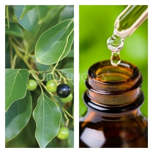 Aceite Esencial de Alcanfor 