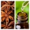 Aceite Esencial de Anis