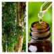 Aceite Esencial de Cajeput
