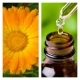 Aceite Esencial de Caléndula