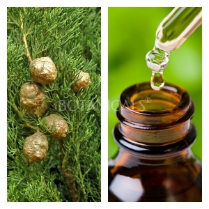 Aceite Esencial de Ciprés BIO