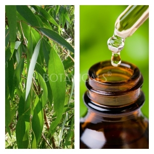 Aceite Esencial de Eucalipto BIO