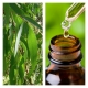 Aceite Esencial de Eucalipto BIO