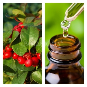 Aceite Esencial de Gaulteria