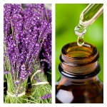 Aceite Esencial de Lavanda Provence