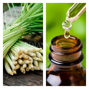Aceite Esencial de Lemongrass
