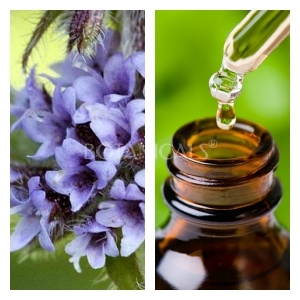 Aceite Esencial de Menta Arvensis