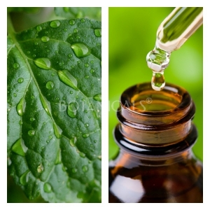 Aceite Esencial de Patchouli (Pachuli)