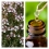 Aceite Esencial de Tomillo 