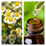 Aceite Esencial de Manzanilla (Absoluto Diluido)