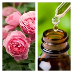 Aceite Esencial de Rosa Otto (Absoluto Diluido)
