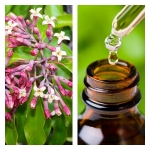 Aceite Esencial de Sándalo Amyris