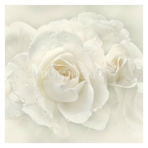 Esencia de Rosas Blancas de Damasco