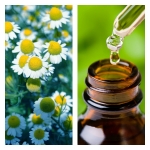 Aceite Esencial de Manzanilla Azul (Absoluto Diluido)