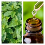 Aceite Esencial de Hierbabuena