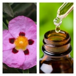 Aceite Esencial de Jara (Absoluto Diluido)