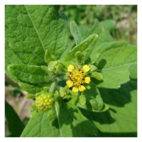 Extracto de Siegesbeckia Orientalis 99% 