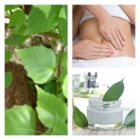 Extracto de Abedul BIO