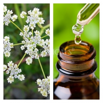 Aceite Esencial de Alcaravea