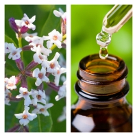 Aceite Esencial de Verbena de Indias