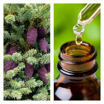 Aceite Esencial de Picea Negra (Abeto negro)