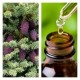 Aceite Esencial de Picea Negra (Abeto negro)