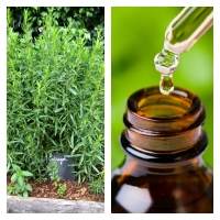 Aceite Esencial de Estragón