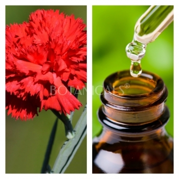 Aceite Esencial de Clavel (Absoluto Diluido)