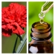 Aceite Esencial de Clavel (Absoluto Diluido)