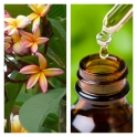 Aceite Esencial de Frangipani (Absoluto Diluido)