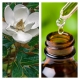Aceite Esencial de Magnolia (Absoluto Diluido)