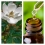 Aceite Esencial de Magnolia (Absoluto Diluido)