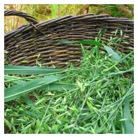 Extracto de Avena BIO