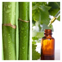 Extracto de Brotes de Bambú BIO