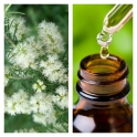 Aceite Esencial de Árbol de Té Chino
