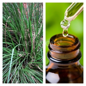 Aceite Esencial de Vetiver