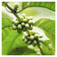 Extracto de Café Verde BIO