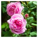 Nuevo Hidrolato de Rosa Centifolia BIO