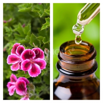 Aceite Esencial de Geranio Rosa BIO