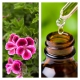 Aceite Esencial de Geranio Rosa BIO